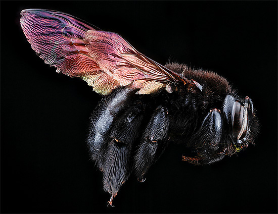 Stunning Macro Portrait photography of Bee 02