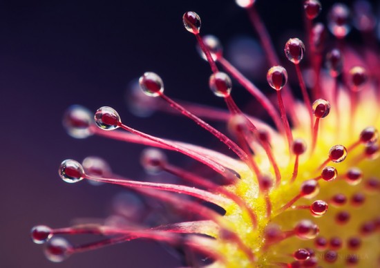 The Beauty Macro Photography of Carnivorous Plants by Joni Niemela 01