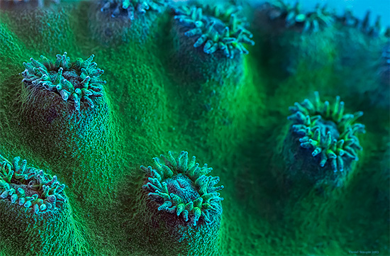 The Exotic Macro photography of Corals And Sponges by Daniel Stoupin