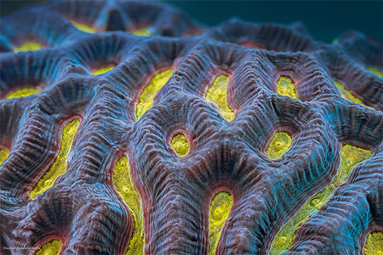 Underwater Corals And Sponges Photography by Daniel Stoupin