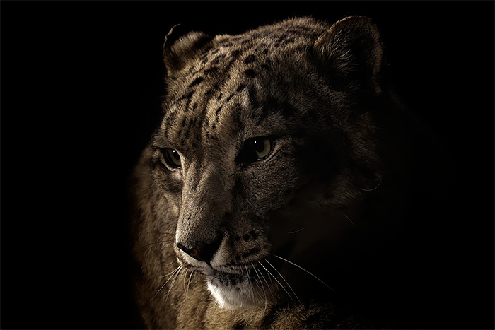 Wild animal portrait photography by vincent j musi