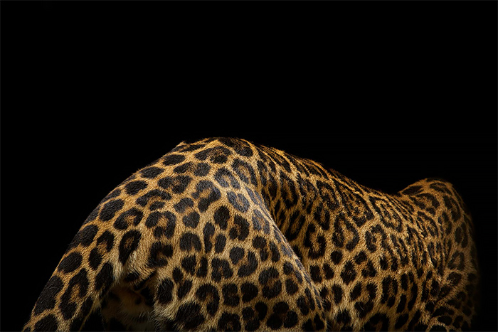 Wild leopard Portrati Photos by vincent j musi 01