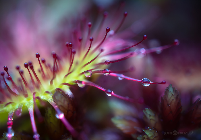 Wonderful Macro Photography of Carnivorous Plants by Joni Niemela 04