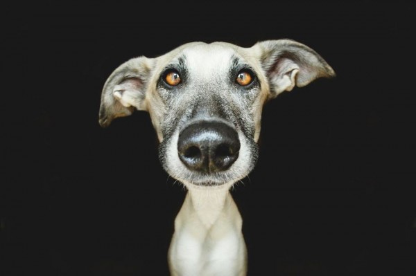 Cute And Funny Dog Poses By Elke Vogelsang 99inspiration