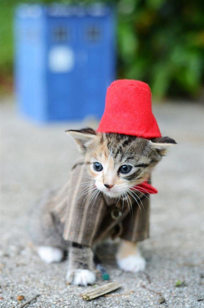 Cute cat cosplay Dr.mewo - Dr. who