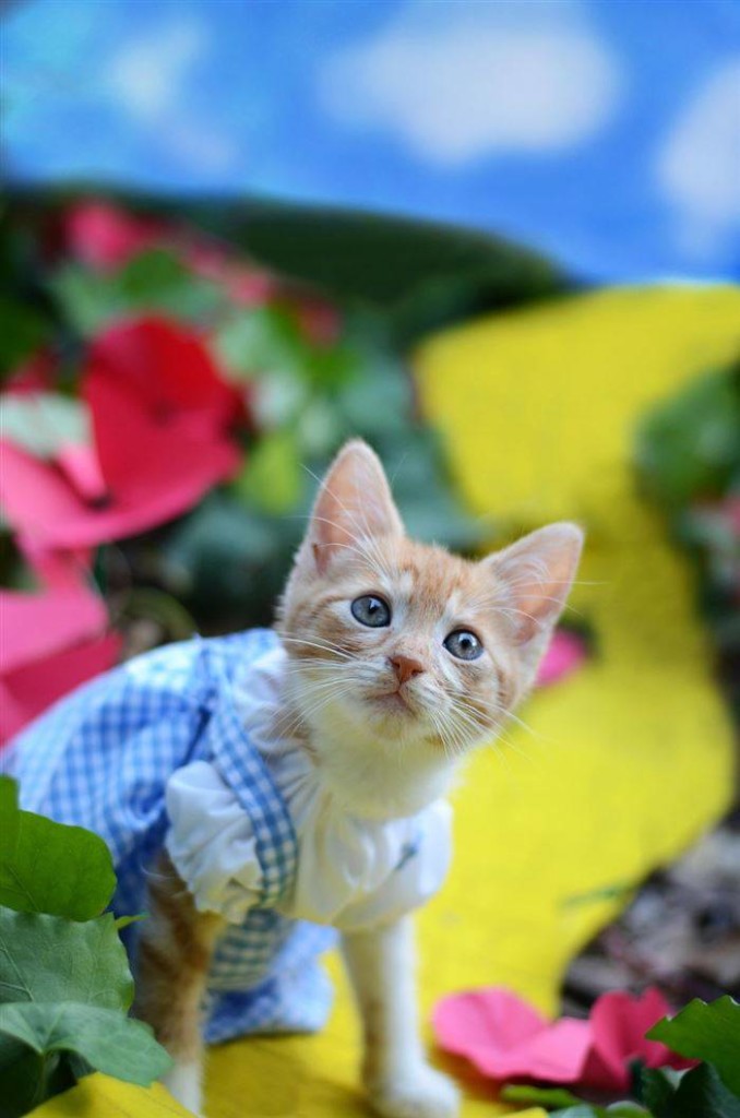 Dorothy - The Wizard of Oz - Cat-cosplay