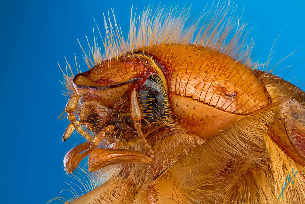 Extreme-Insect-Macro-Photography-by-Paulo-Lat+úes-01-1024x683