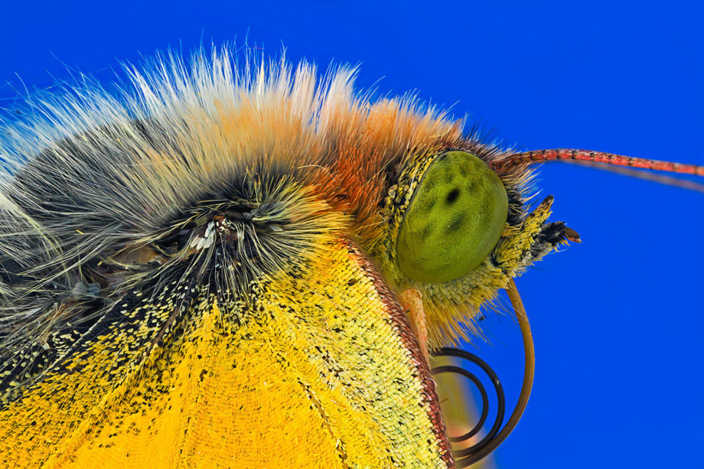 Extreme-Insect-Macro-Photography-by-Paulo-Lat+úes-02