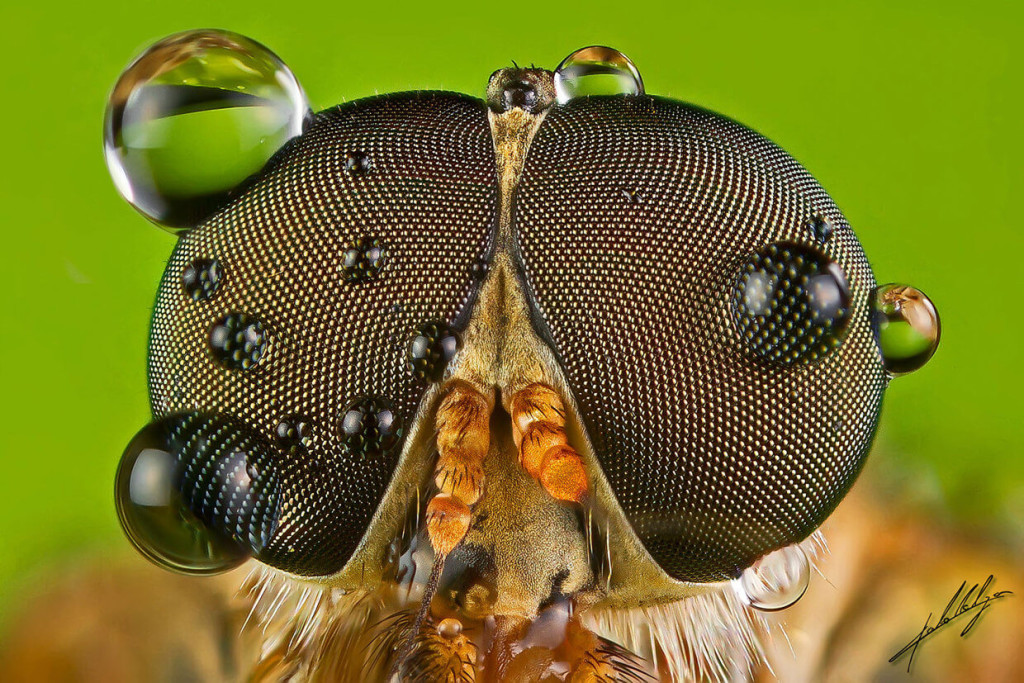 Easy Macro  Photography  Tips And Tricks for Great Results 