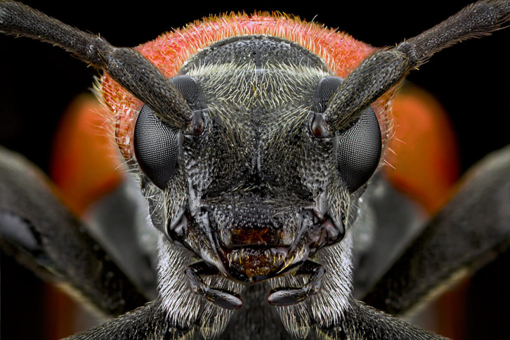 Extreme-Macro-Photography-Insect-by-Paulo-Lat+úes-02