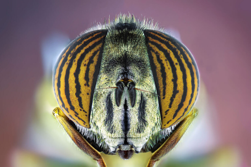 Extreme-Macro-Photography-Insect-by-Paulo-Lat+úes-03-1024x683