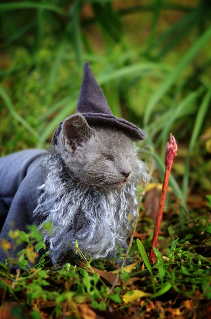 Gandalf the cat - Lord Of the Rings 02 - Cat-cosplay