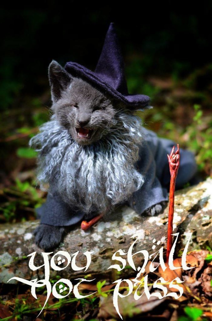 Gandalf the cat - Lord Of the Rings - Cat-cosplay