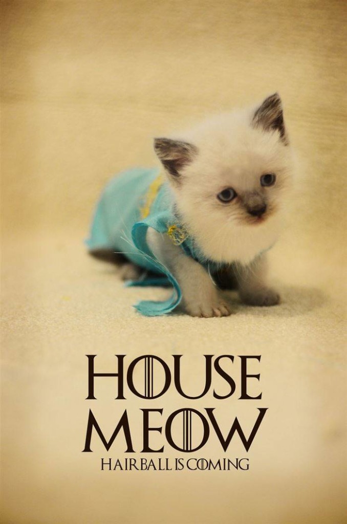 House Mew -  Game Of Thrones - Cat-cosplay