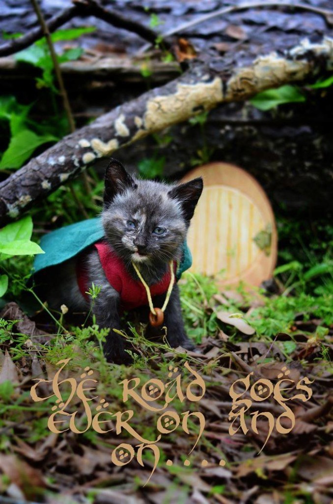 Kitty Frodo - Lord of the Rings-  Cat-cosplay