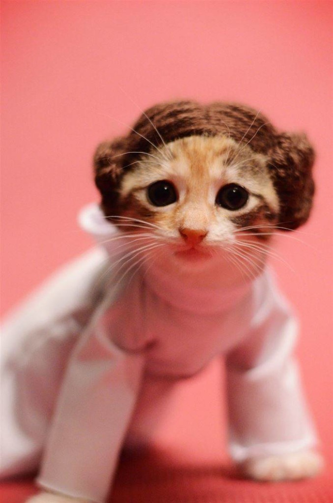 Kitty Leia - Star Wars - Cat-cosplay