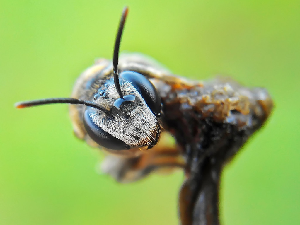 Stunning Macro Photography of Insects by Okqy Setiawan