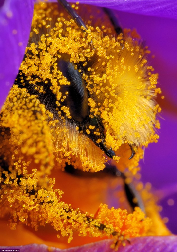 Extreme macro photo shoot of bee