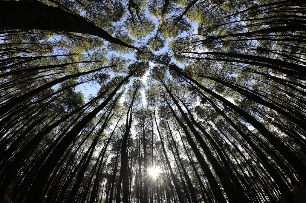 Pine Forest - Imogiri
