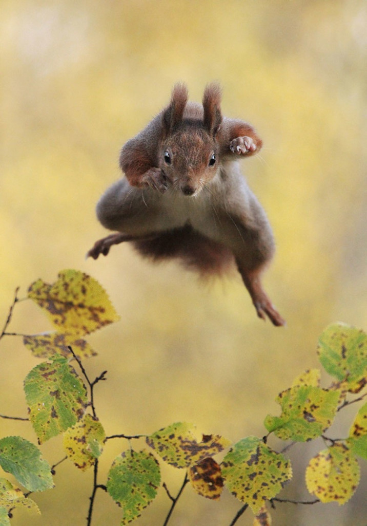 Funny Winners of the Comedy Wildlife Photography Awards 2015 05