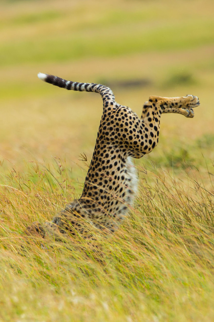 Funny Winners of the Comedy Wildlife Photography Awards 2015 09