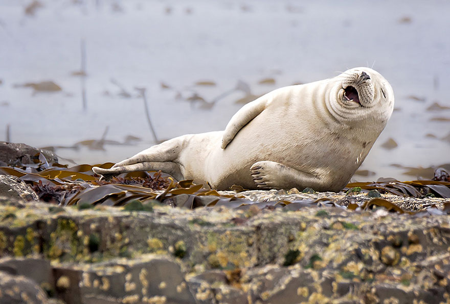 Funny Winners of the Comedy Wildlife Photography Awards 2015