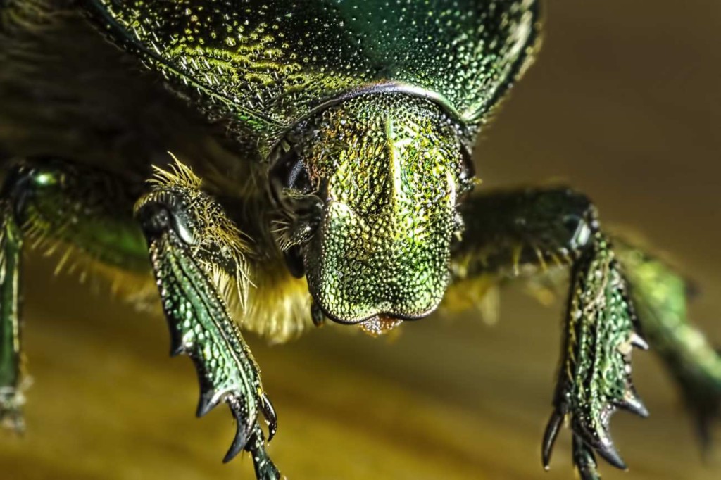 Insects Macro Photography by Sergey Babaev 01