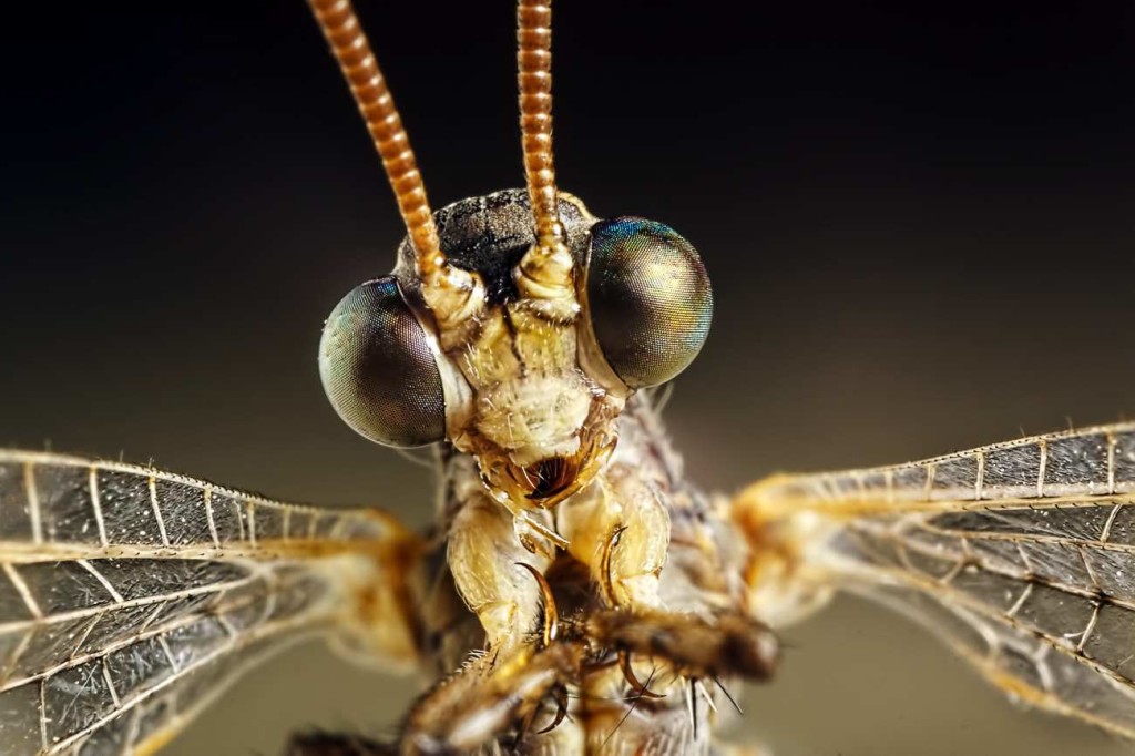 Macro Photography of Insect eyes by Sergey Babaev