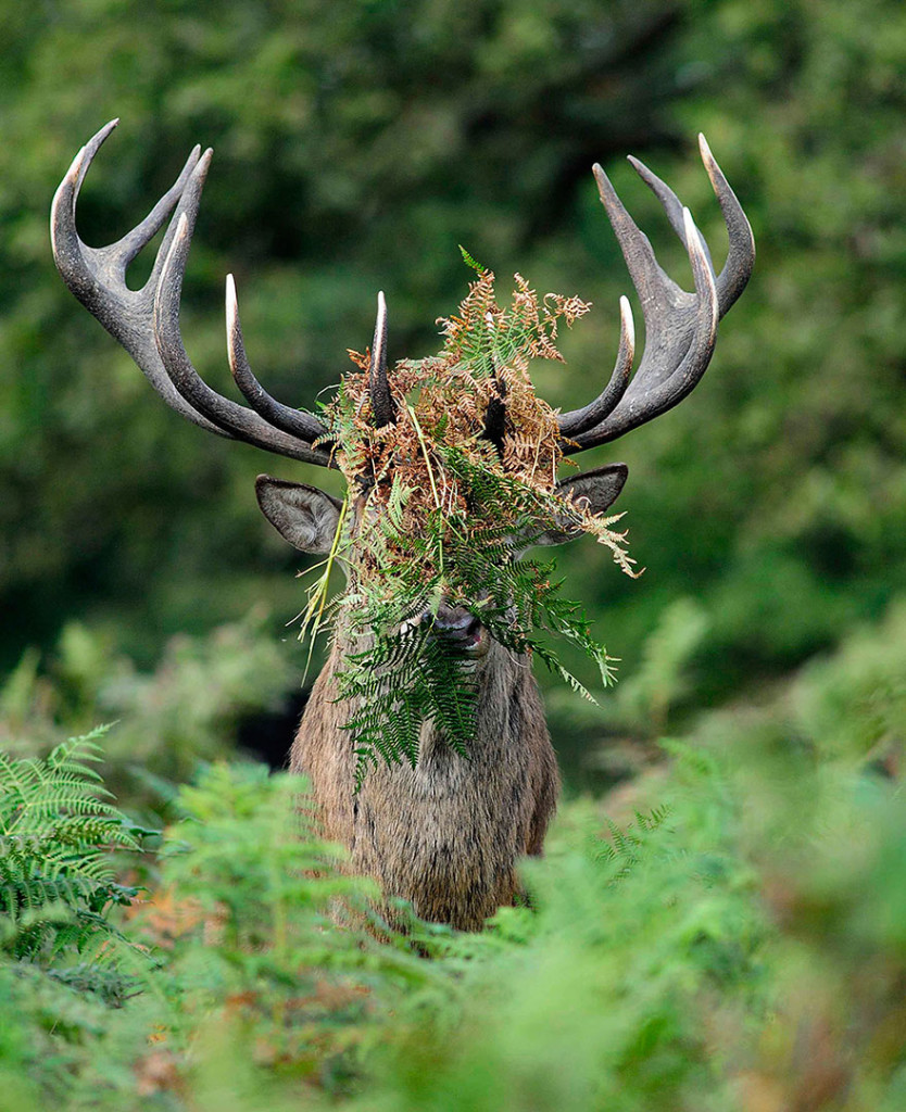 funny-animal-pictures-comedy-wildlife-photography-awards Silver Runner-up “You Haven’t Seen Me…”