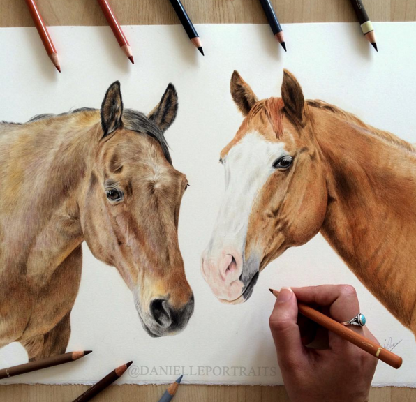 Animal Pencil Drawings by British Artist Danielle Fisher 12