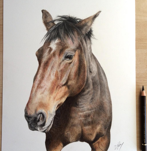 Incredible Animal Pencil Drawings Art 13