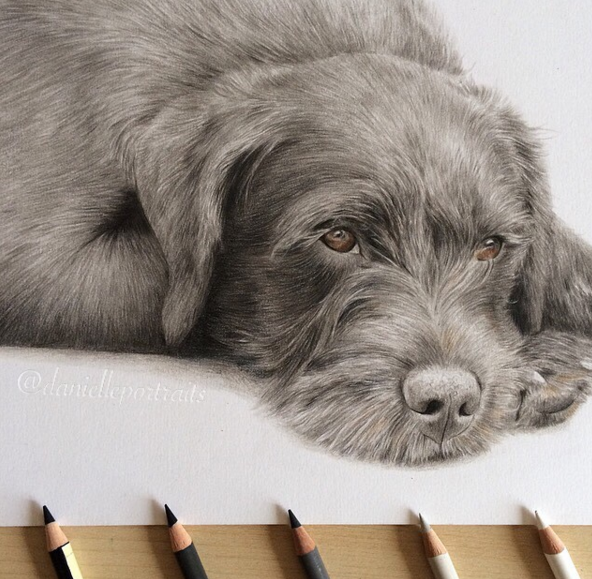 Mind Blowing Animal Pencil Drawings by British Artist Danielle Fisher 14