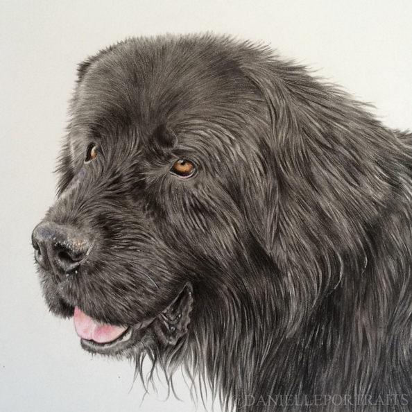 Mind Blowing Animal Pencil Drawings by British Artist Danielle Fisher