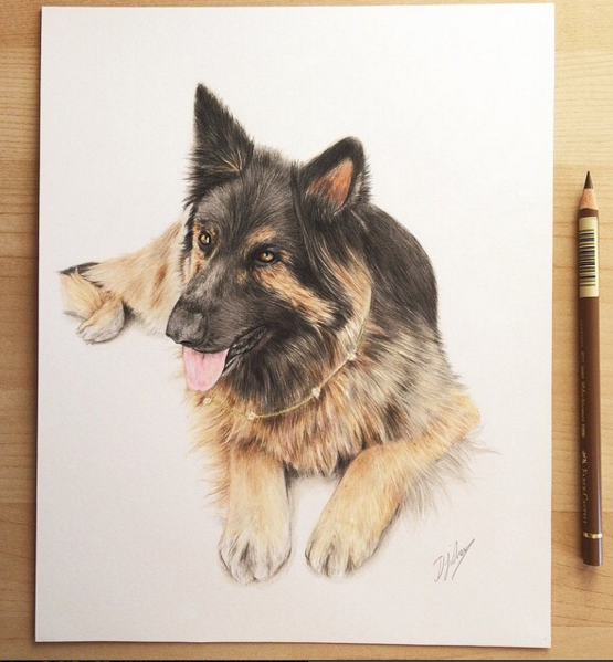 Wondeful Animal Pencil Drawings by British Artist Danielle Fisher 54