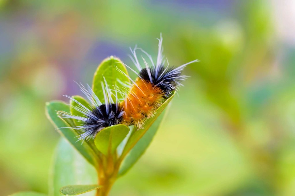 A caterpillar curled up inside a plant is captured by Renae Smith