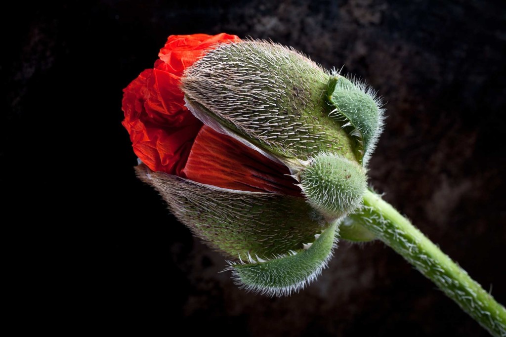 A close-up of a giant poppy by Stuart Hall 01