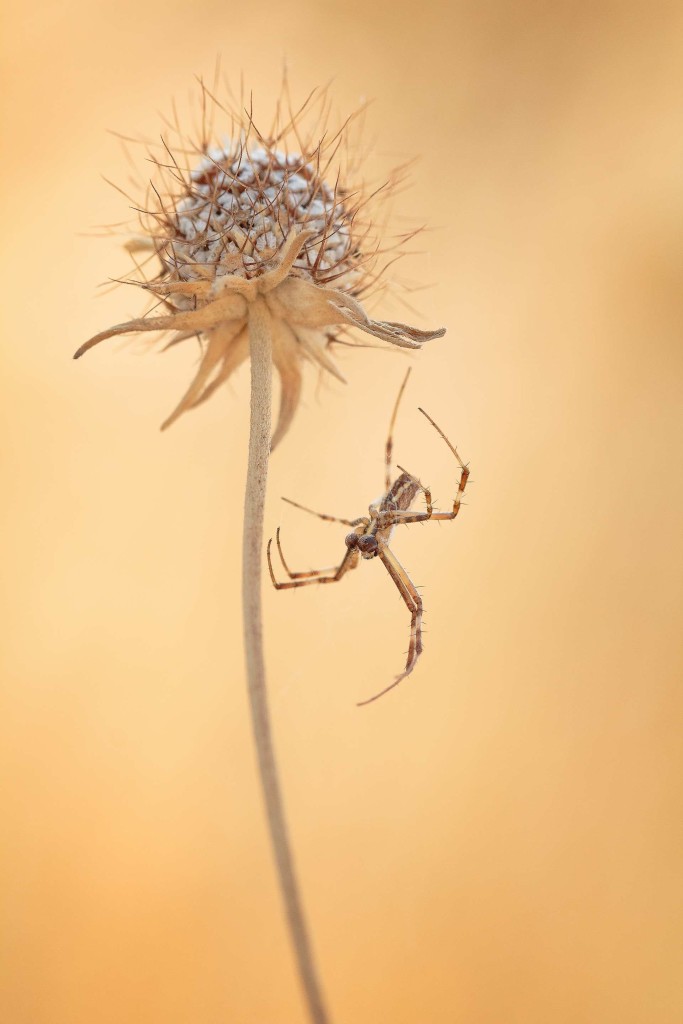 Aerial dancer by Ines Pereira Leonardo