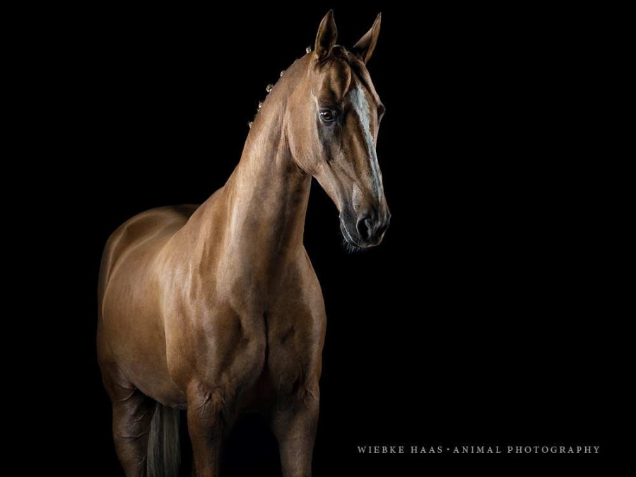 Beautiful Horse Portraits Photography 36