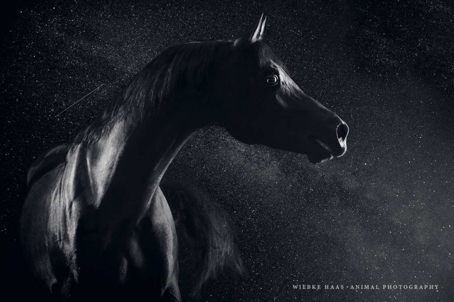 Beauty Horse Portraits Photography by Wiebke Haas 78