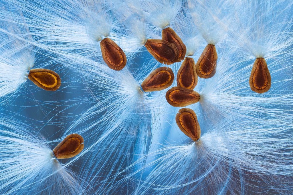 Christine Blanchin dos Santos snapped this collection of seed pods