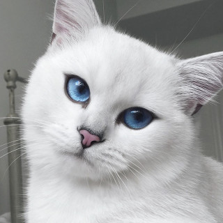 Coby, the Most Stunningly Beautiful Eyes Cat Ever | 99inspiration