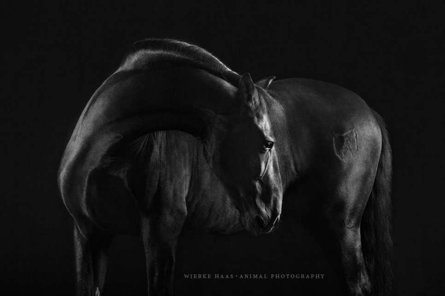 Elegant Horse Portraits Photography by Wiebke Haas 65