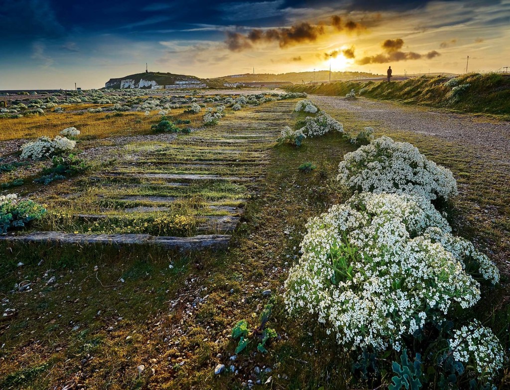 Matthew J Thomas’s coastal garden