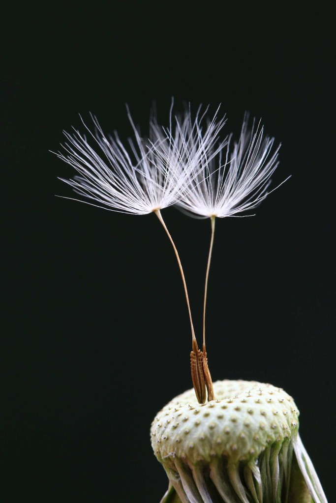 Minghui Yuan’s macro shot of dandelion seeds