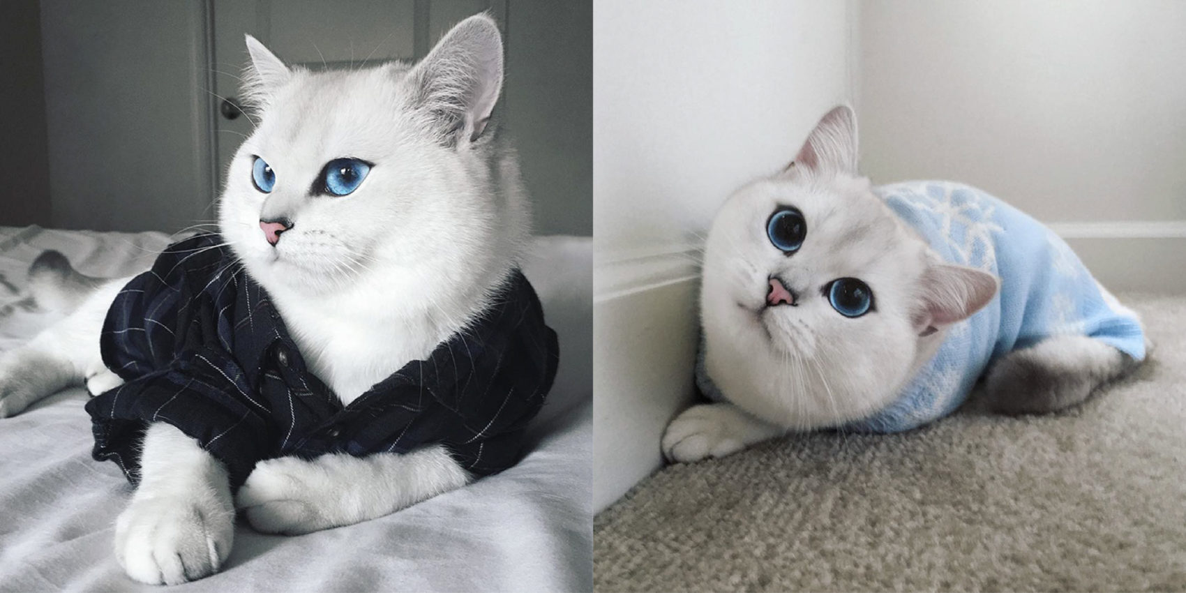 Coby, the Most Stunningly Beautiful Eyes Cat Ever | 99inspiration