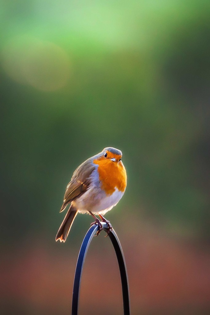 Nicola Munro from Aberdeenshire won first prize in the wildlife category