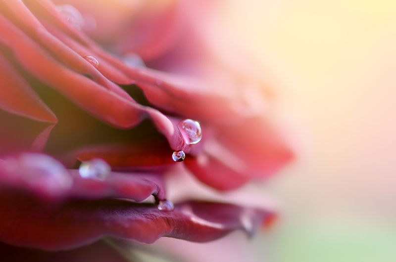 Soft Color of Nature Photography by Tatiana Tatarenko