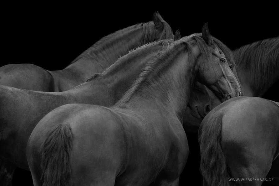 Stunning Horse Portraits Photography 14