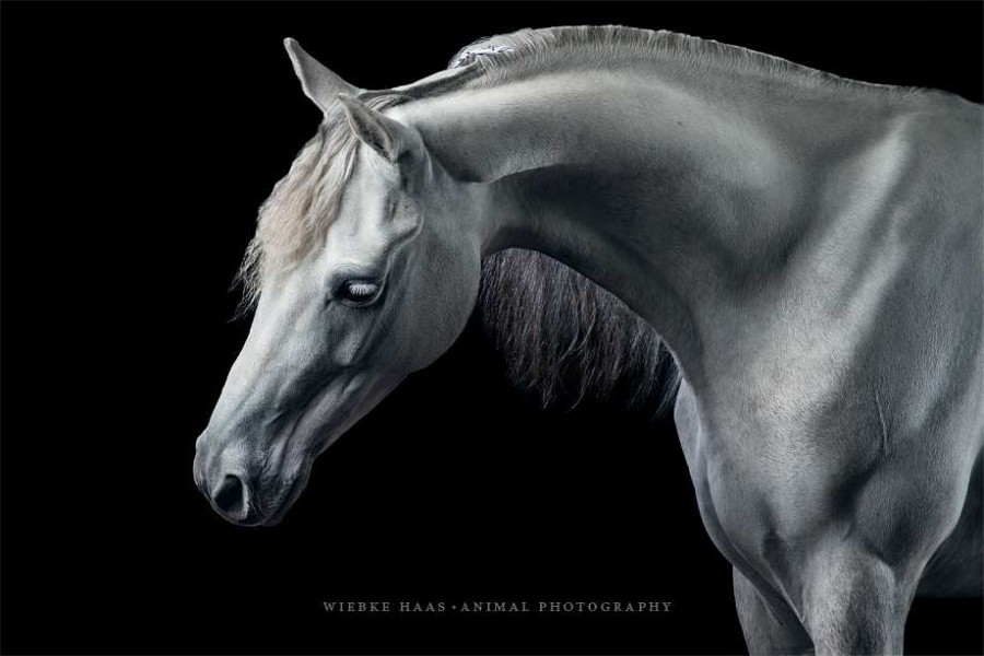 Stunning Horse Portraits Photography 63