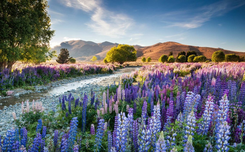 The overall winning entry was of Tekapo lupins taken by Richard Bloom